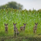 Fünfköpfiges Wolfsrudel auf einem grünen Feld