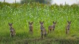 Fünfköpfiges Wolfsrudel auf einem grünen Feld