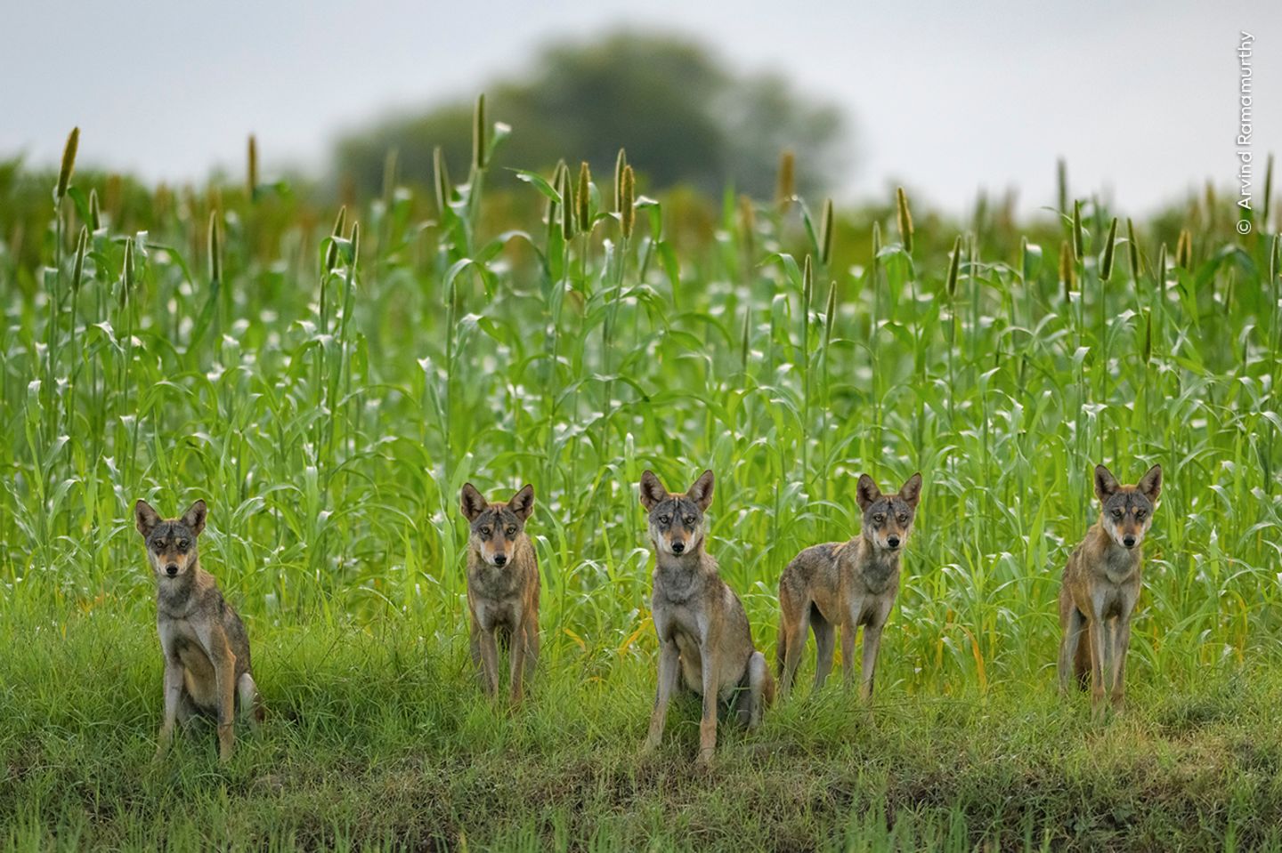 Indische Wölfe Fünfköpfiges Wolfsrudel auf einem grünen Feld