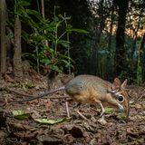 Rüsselratte sucht im Laub nach Nahrung