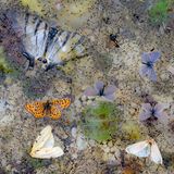 Auf der Oberfläche eines Baches treibende tote Schmetterlinge