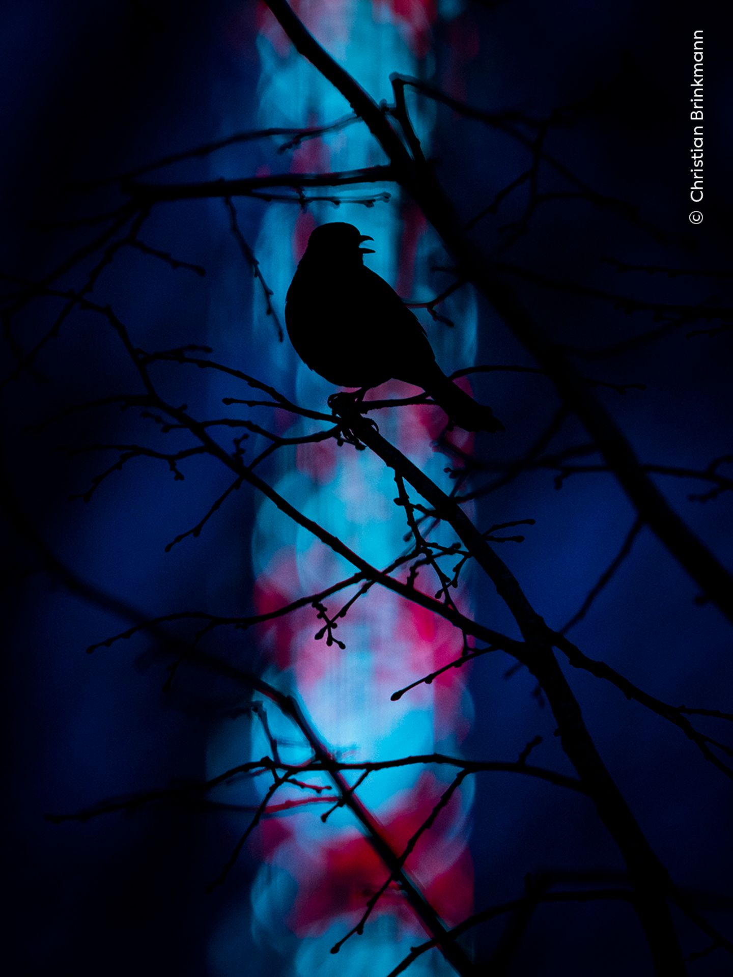 Die Silhouette eines europäischen Singvogels, die sich Kontrastreich von den blau-violetten Lichtern im Hintergrund abhebt