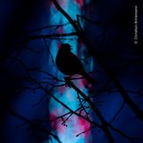 Die Silhouette eines europäischen Singvogels, die sich Kontrastreich von den blau-violetten Lichtern im Hintergrund abhebt