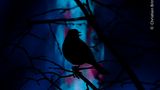 Die Silhouette eines europäischen Singvogels, die sich Kontrastreich von den blau-violetten Lichtern im Hintergrund abhebt