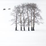 Eine verschneite Landschaft mit einer kleinen Birkengruppe und vier umherstreifenden Grauwölfen