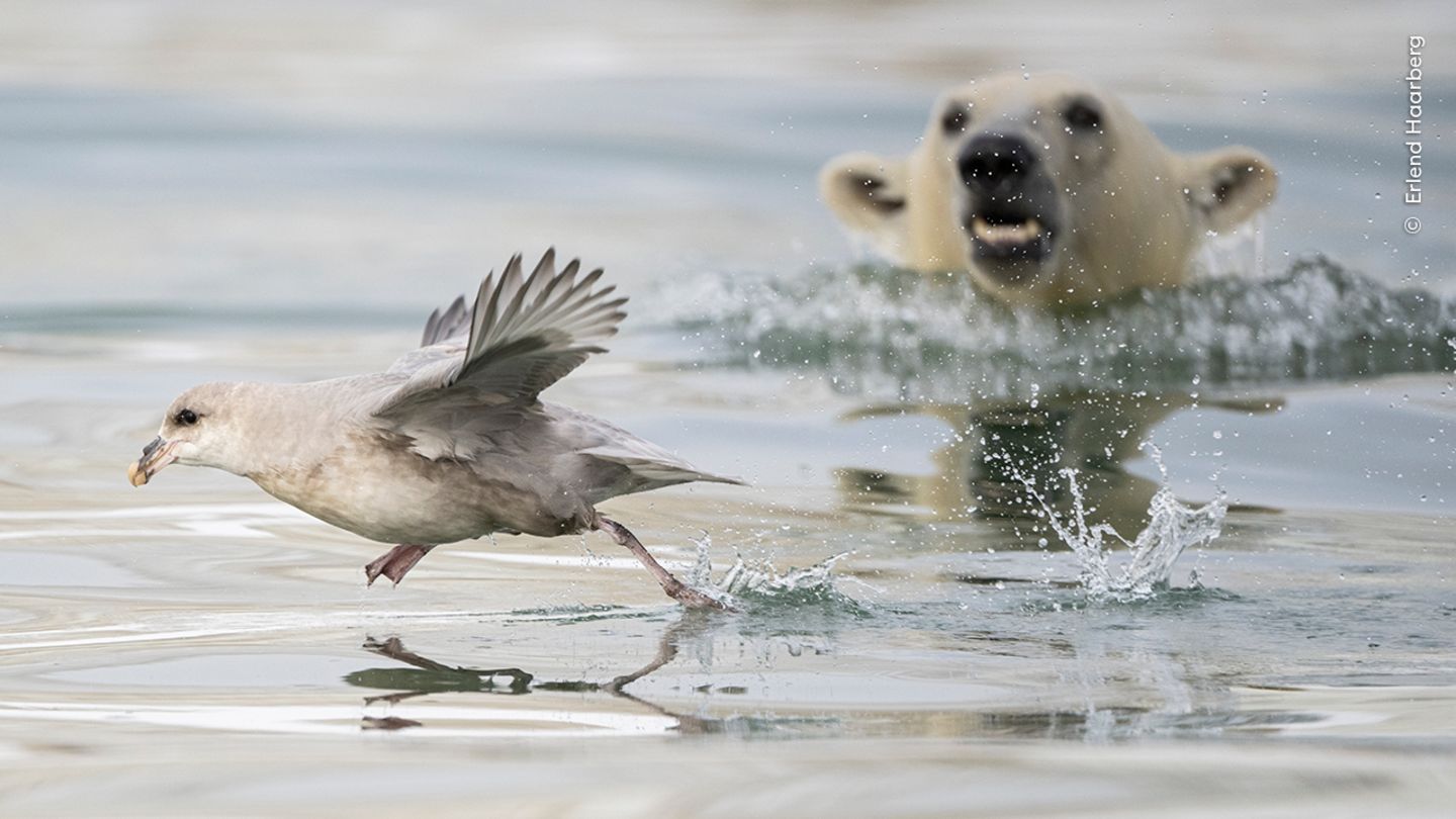 Eisbären-Angriff Ein Eissturmvogel versucht sich vor dem Angriff eines im Hintergrund auftauchenden Eisbären zu retten.