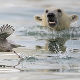 Ein Eissturmvogel versucht sich vor dem Angriff eines im Hintergrund auftauchenden Eisbären zu retten.