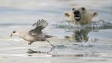Ein Eissturmvogel versucht sich vor dem Angriff eines im Hintergrund auftauchenden Eisbären zu retten.