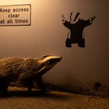 Ein Dachs streift an einer Einfahrt vorbei.