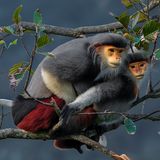 Zwei Languren bei der Paarung in den Baumwipfelm in den Wäldern der Halbinsel Sơn Trà in Vietnam.