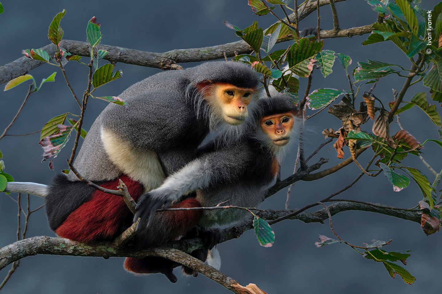 Rotschenklige Kleideraffen bei der Paarung Zwei Languren bei der Paarung in den Baumwipfelm in den Wäldern der Halbinsel Sơn Trà in Vietnam.