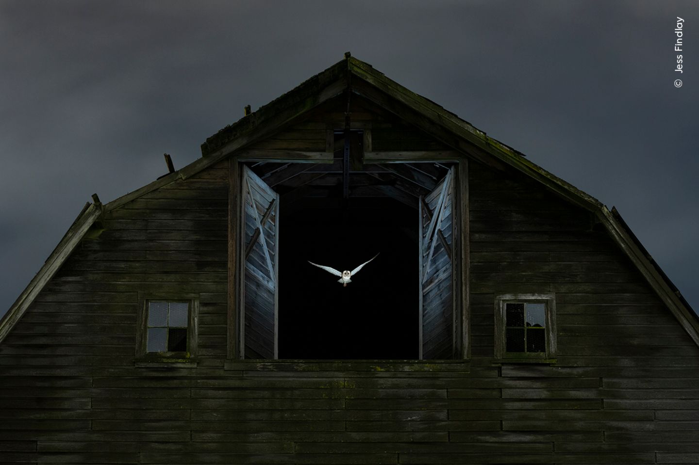 Lautloser Jäger Eine Eule, die bei Nacht aus einem Weit geöffnetem Scheunenfenster fliegt.