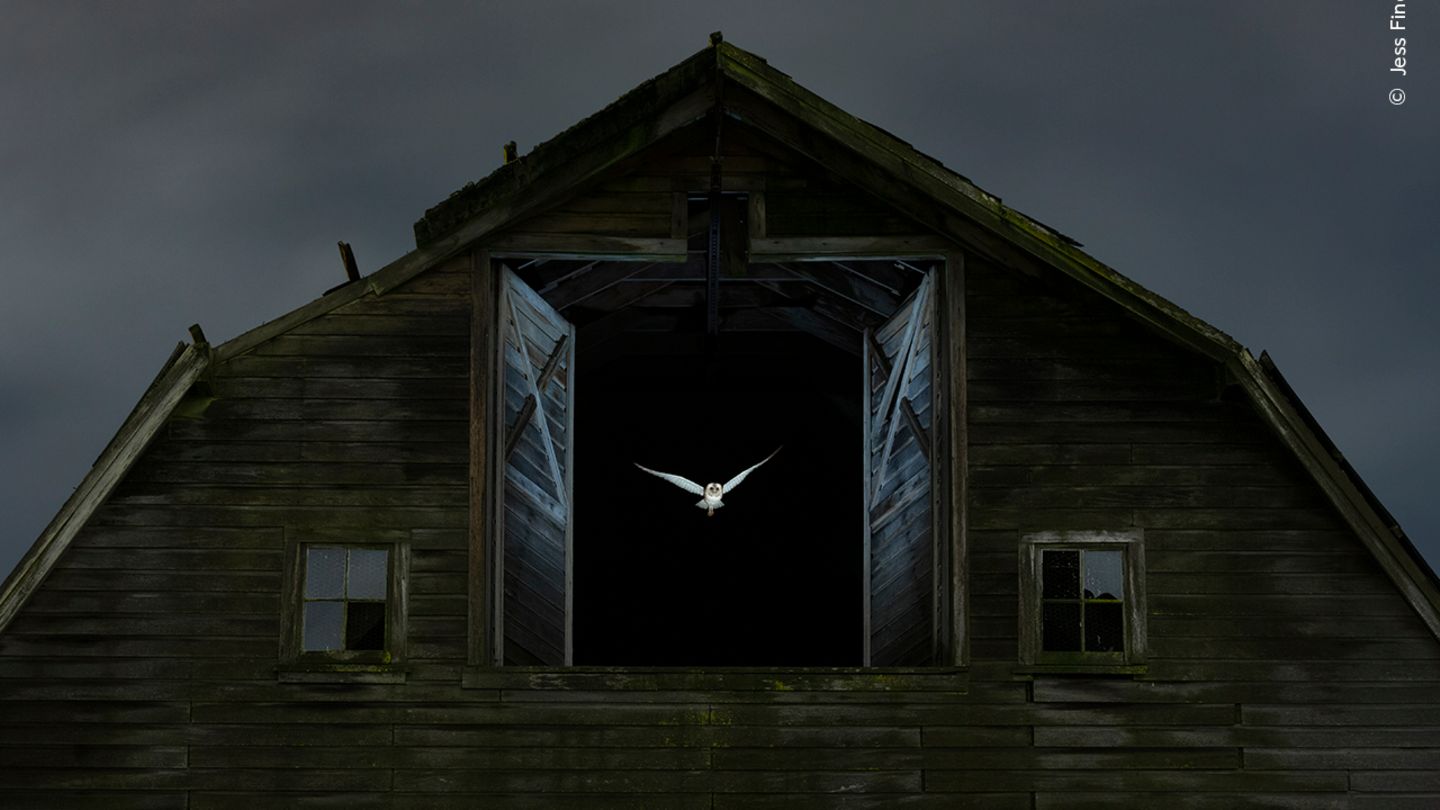 Lautloser Jäger Eine Eule, die bei Nacht aus einem Weit geöffnetem Scheunenfenster fliegt.