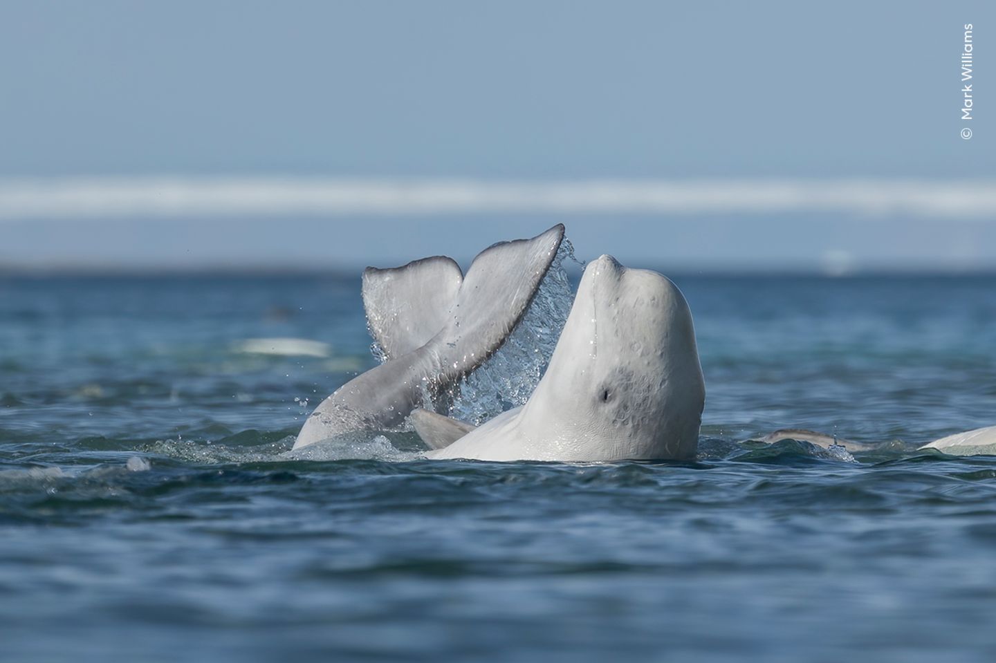 Beluga bei der Körperpflege Ein Beluga-Wal, der mit Flosse und Kopf aus dem Wasser ragt.