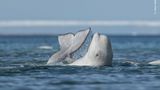 Ein Beluga-Wal, der mit Flosse und Kopf aus dem Wasser ragt.