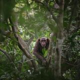 Ein Schimpanse sitzt in den Baumwipfeln und schaut frontal in die Kamera