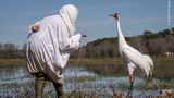 Eine verkleidete Biologin, die sich nah an einen Kranich anpirscht