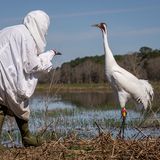 Eine verkleidete Biologin, die sich nah an einen Kranich anpirscht
