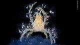 Unterwasser-Nahaufnahme einer Krabbe auf der Suche nach Plankton