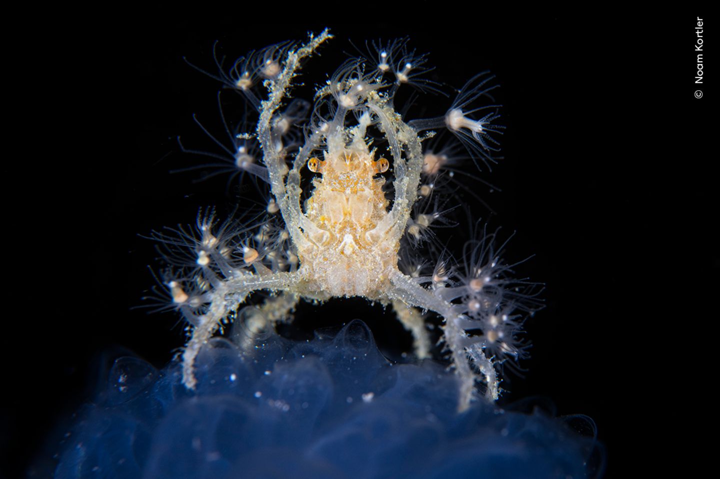 Unterwasser-Nahaufnahme einer Krabbe auf der Suche nach Plankton