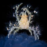 Unterwasser-Nahaufnahme einer Krabbe auf der Suche nach Plankton