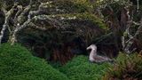 Ein nördlicher Riesensturmvogel sitzt auf seinem Nest am Rande eines Waldes
