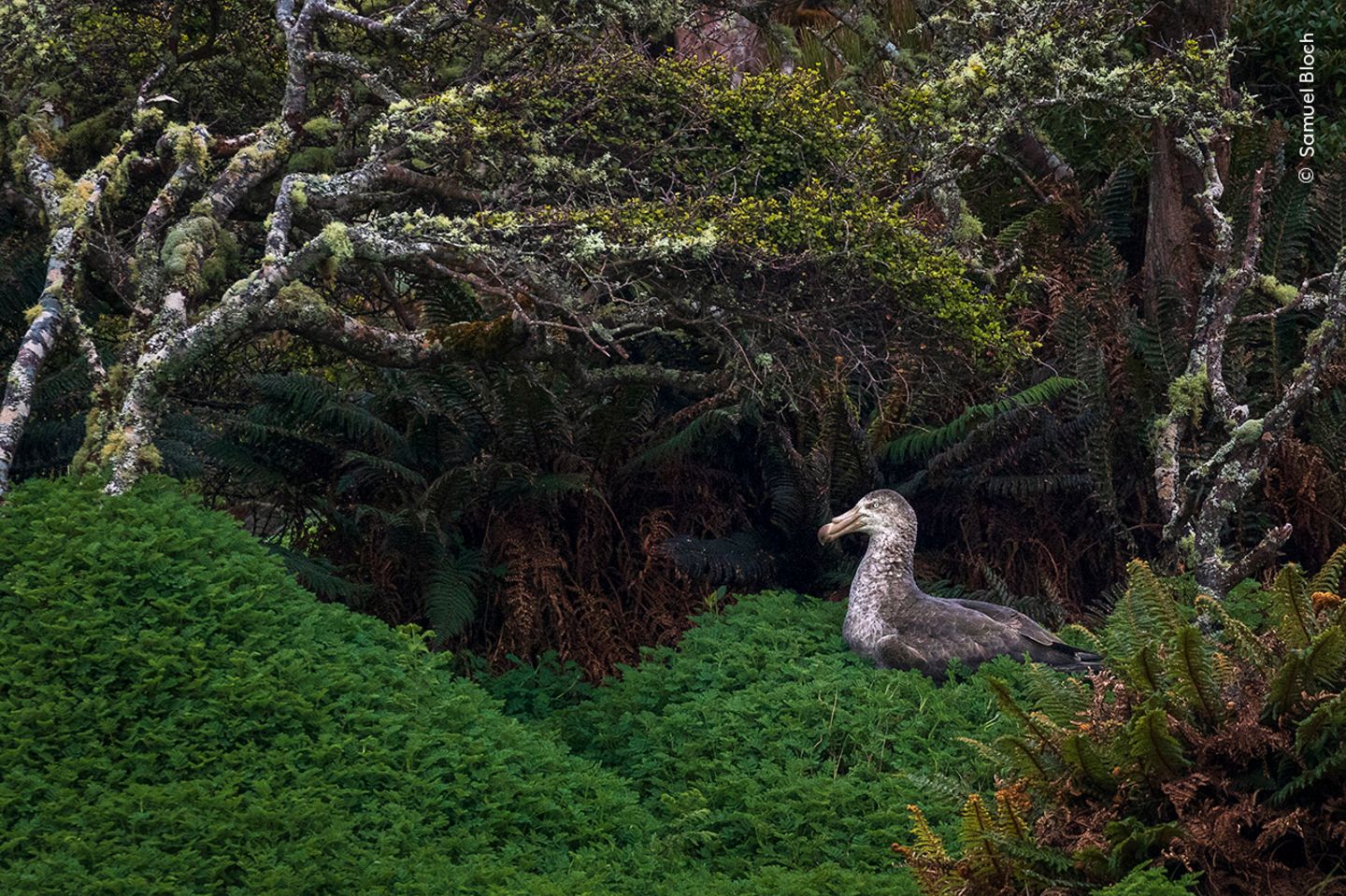 Seltener Anblick Ein nördlicher Riesensturmvogel sitzt auf seinem Nest am Rande eines Waldes
