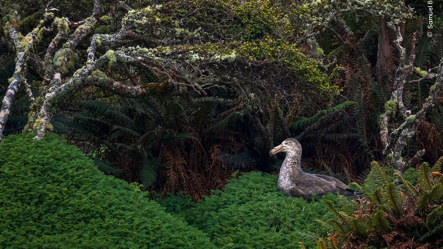 Seltener Anblick Ein nördlicher Riesensturmvogel sitzt auf seinem Nest am Rande eines Waldes