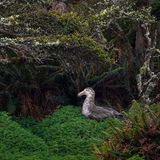 Ein nördlicher Riesensturmvogel sitzt auf seinem Nest am Rande eines Waldes