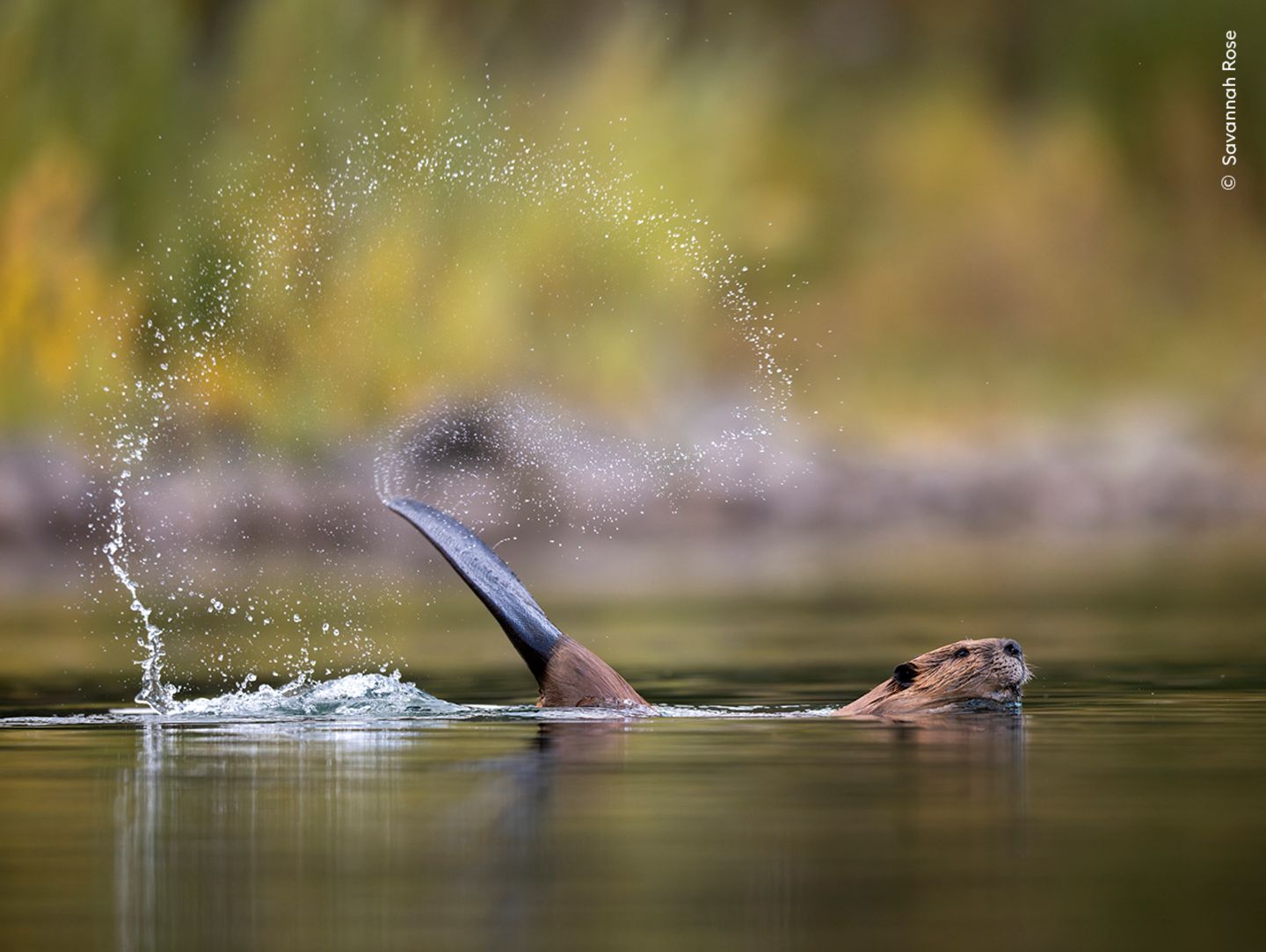 Ein schwimmender Biber, der mit seinem Schwanz Wassertropfen in die Luft wirbelt.