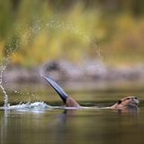 Ein schwimmender Biber, der mit seinem Schwanz Wassertropfen in die Luft wirbelt.