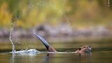 Ein schwimmender Biber, der mit seinem Schwanz Wassertropfen in die Luft wirbelt.