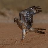 Ein riesiger Bodengecko stellt sich einem Singhabicht entgegen, der mit aufgeschlagenen Flügeln seine Beute forciert.