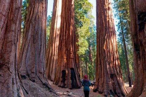 Mammutbäumen im Giant Forest, Sequoia-Nationalpark