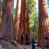 Mammutbäumen im Giant Forest, Sequoia-Nationalpark
