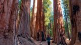 Mammutbäumen im Giant Forest, Sequoia-Nationalpark