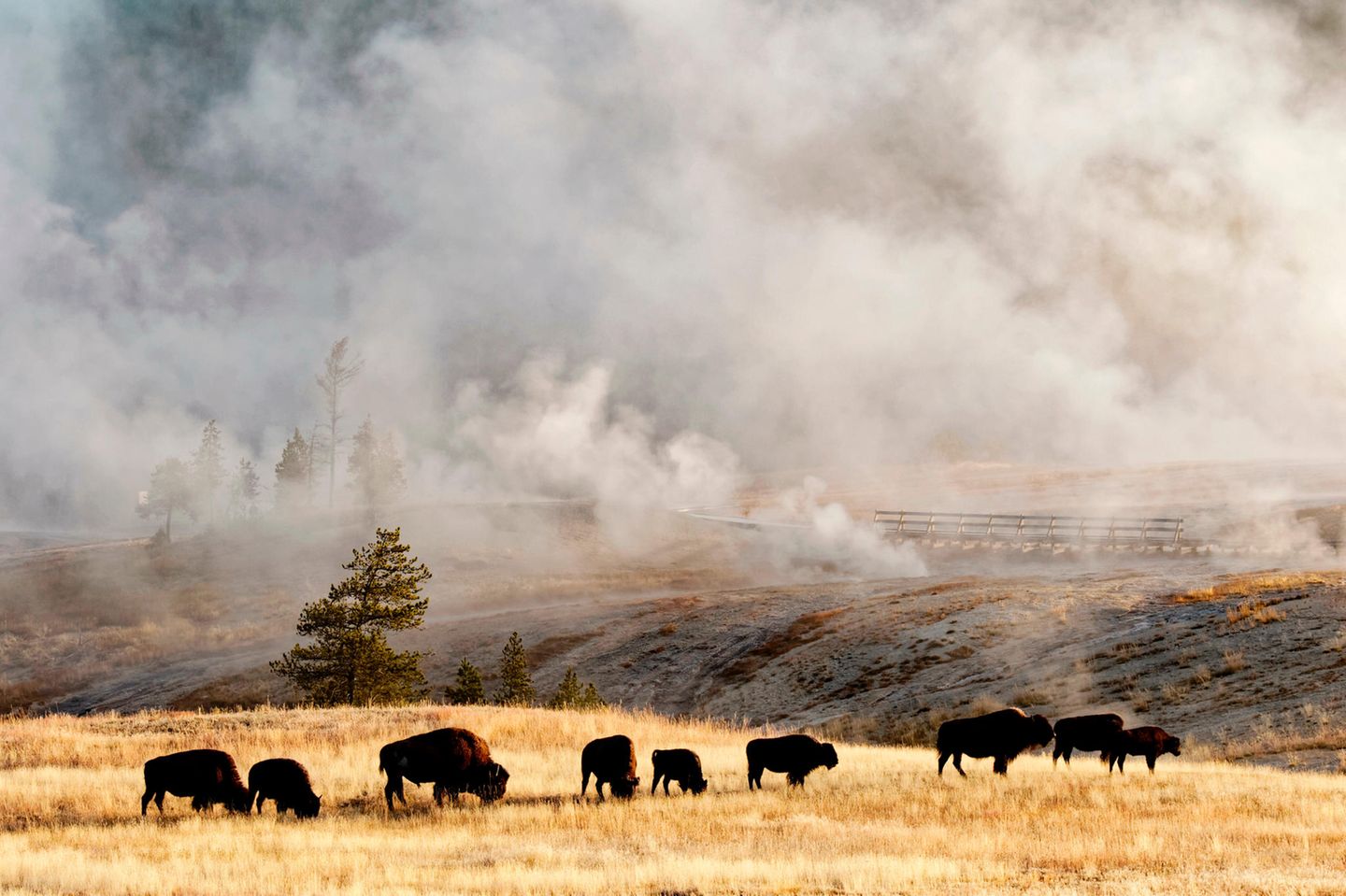 Yellowstone National Park