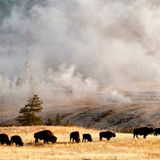 Yellowstone National Park