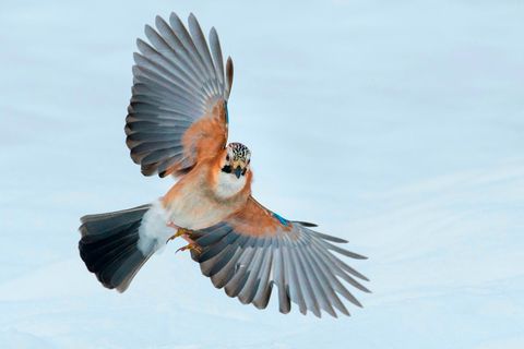 Eichelhäher im Flug