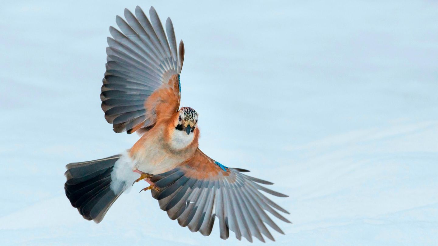 Eichelhäher im Flug