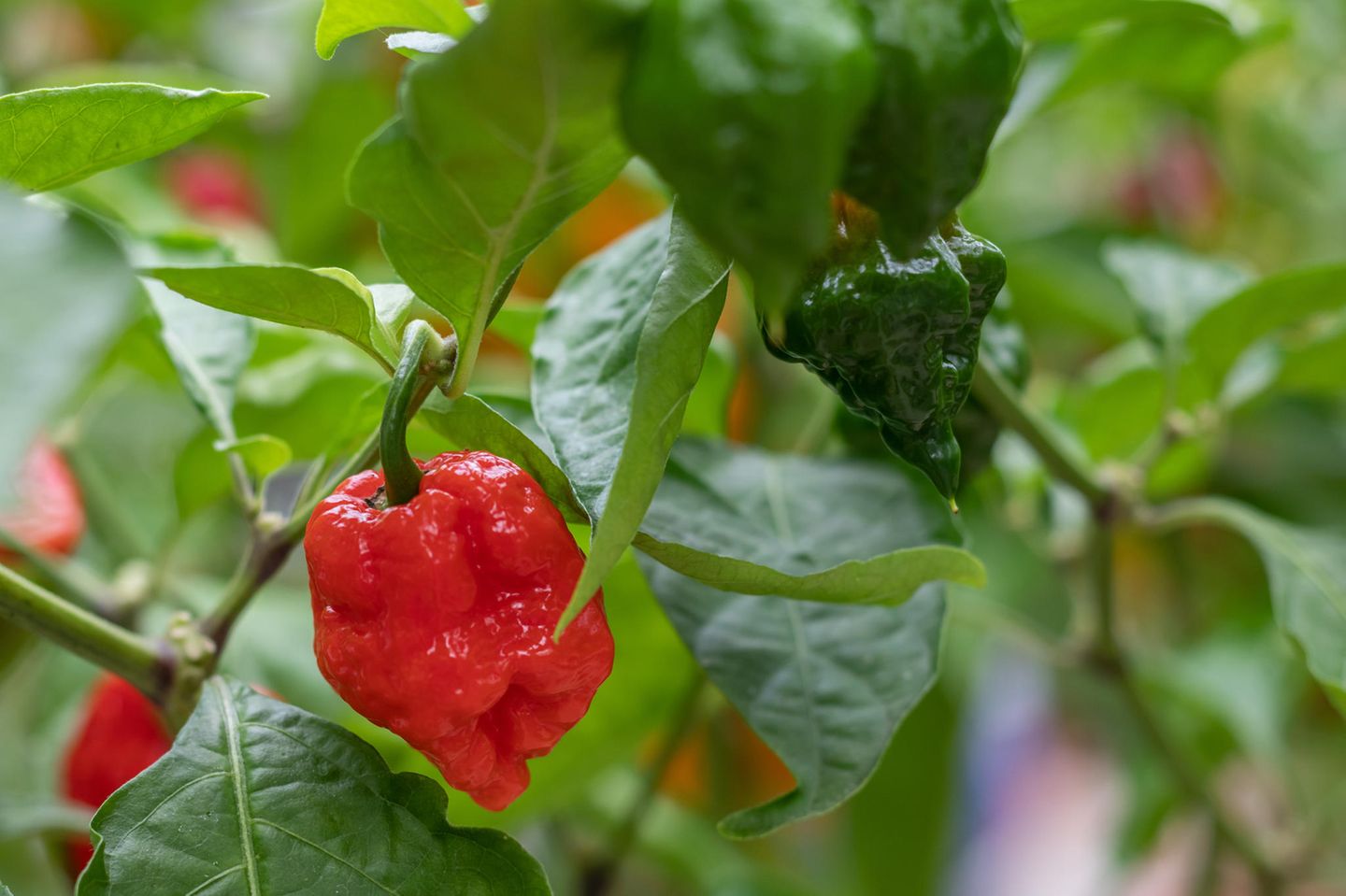 Nichts für schwache Geschmacksnerven: Pepper X ist eine Zuchtform der Paprika-Art Capsicum chinense. 2023 erhielt diese Sorte den Eintrag im Guinness-Buch der Rekorde: als schärfste Chili-Sorte der Welt.