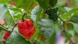 Nichts für schwache Geschmacksnerven: Pepper X ist eine Zuchtform der Paprika-Art Capsicum chinense. 2023 erhielt diese Sorte den Eintrag im Guinness-Buch der Rekorde: als schärfste Chili-Sorte der Welt.