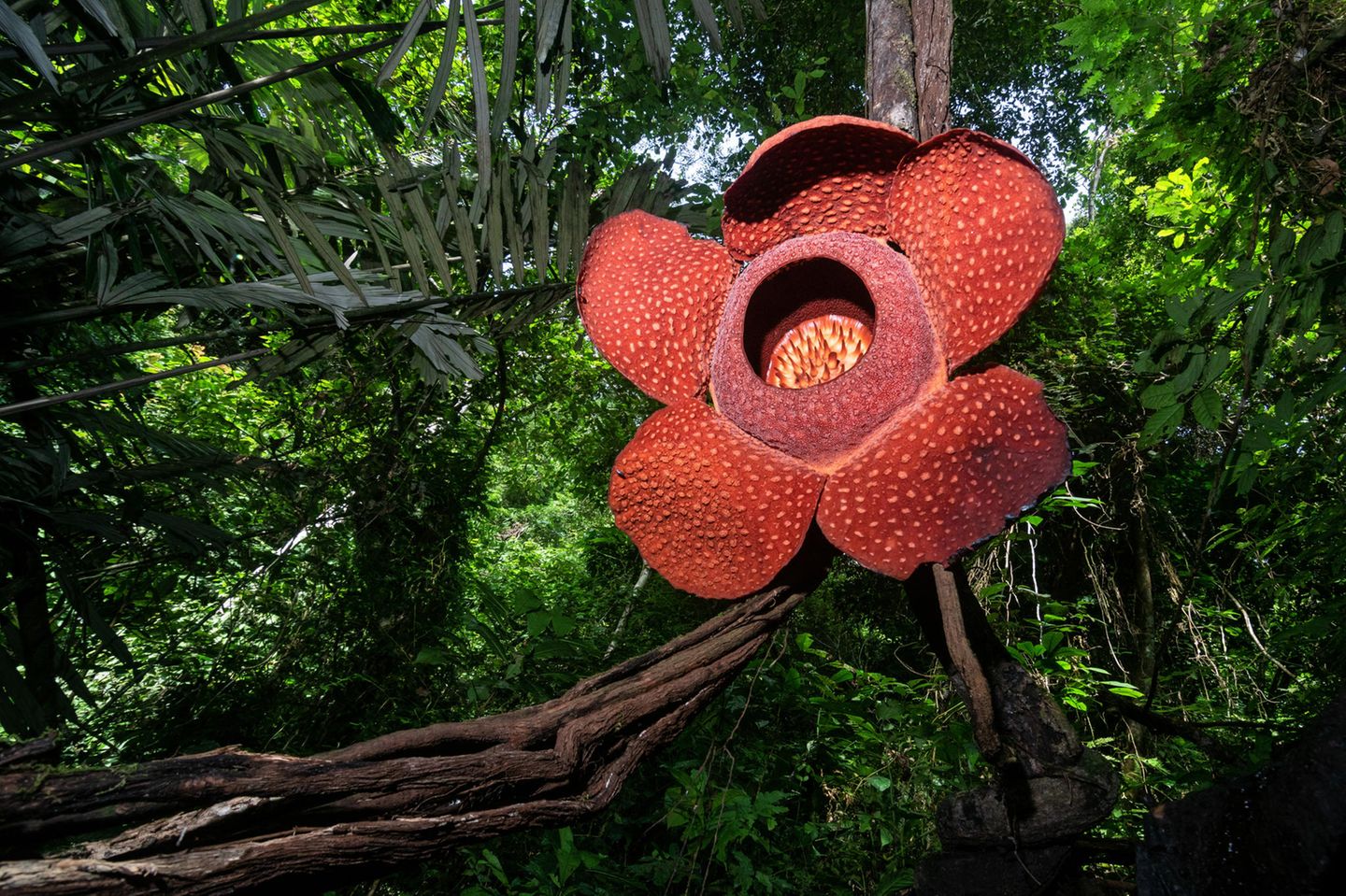 Die größte Einzelblüte im Pflanzenreich Die Blüten der Riesenrafflesie (Rafflesia arnoldii) messen bis zu einem Meter im Durchmesser, sind bis zu elf Kilogramm schwer und gelten damit als die größten Einzelblüten im Pflanzenreich. Die Pflanze ist ein sogenannter Vollschmarotzer und lebt vollständig in und von ihrem Wirt; sie bildet außer der riesigen Blüte weder Wurzeln, Sprosse noch Laubblätter aus.
