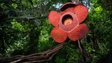 Die Blüten der Riesenrafflesie (Rafflesia arnoldii) messen bis zu einem Meter im Durchmesser, sind bis zu elf Kilogramm schwer und gelten damit als die größten Einzelblüten im Pflanzenreich. Die Pflanze ist ein sogenannter Vollschmarotzer und lebt vollständig in und von ihrem Wirt; sie bildet außer der riesigen Blüte weder Wurzeln, Sprosse noch Laubblätter aus.
