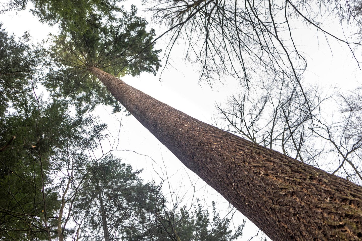 Eine Douglasie mit dem Namen "Waldtraut vom Mühlwald" gilt mit mehr als 67 Metern als der höchste Baum Deutschlands. Sie steht seit dem Jahr 1913 im Freiburger Stadtwald und legt immer noch jedes Jahr 30 Zentimeter an Höhe zu.