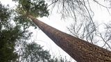 Eine Douglasie mit dem Namen "Waldtraut vom Mühlwald" gilt mit mehr als 67 Metern als der höchste Baum Deutschlands. Sie steht seit dem Jahr 1913 im Freiburger Stadtwald und legt immer noch jedes Jahr 30 Zentimeter an Höhe zu.