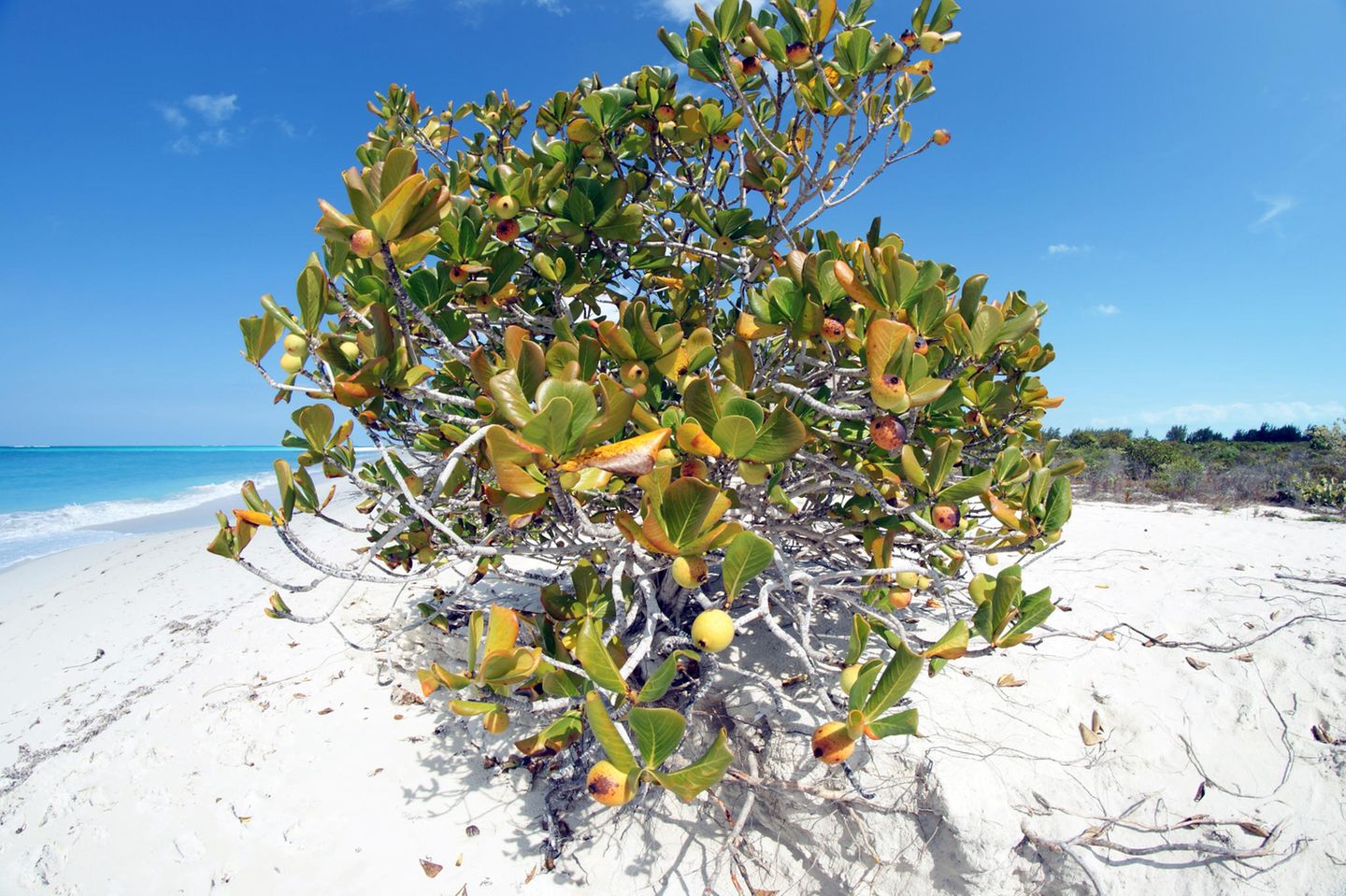Die giftigste Pflanze der Welt Der Manchinelbaum (Hippomane mancinella), auch Manzanillobaum oder Strandapfel genannt, gehört zur Familie der Wolfsmilchgewächse. Und gilt als die giftigste Pflanze der Erde. Der Baum verträgt Salz und wächst an den Stränden Floridas ebenso wie auf den Bahamas, in der Karibik, in Zentralamerika und an den Küsten des nördlichen Südamerika.