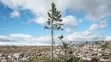 Weltweit gibt es mehrere Anwärter, die sich um den Titel "ältester Baum der Welt" streiten. Ein aussichtsreicher Kandidat ist aber die Fichte "Alt Tjikko" im schwedischen Nationalpark Fulufjället. Der Baum erscheint im ersten Moment recht unspektakulär, tatsächlich aber befindet sich der beeindruckende Teil der Pflanze unter der Erde: Das Alter des Wurzelsystems bestimmten Forscher mithilfe der Radiokarbonmethode auf rund 9500 Jahre. Wer Alt Tjikko besuchen möchte, kann dies nur im Rahmen einer geführten Wanderung tun. Die Fichte und ihr Wurzelwerk werden streng geschützt.