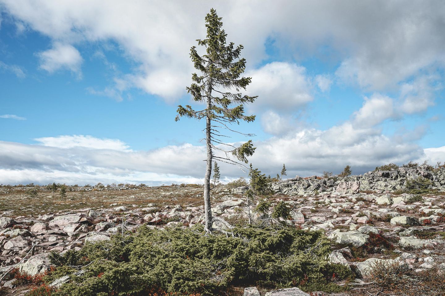 Der älteste Baum der Welt Weltweit gibt es mehrere Anwärter, die sich um den Titel "ältester Baum der Welt" streiten. Ein aussichtsreicher Kandidat ist aber die Fichte "Alt Tjikko" im schwedischen Nationalpark Fulufjället. Der Baum erscheint im ersten Moment recht unspektakulär, tatsächlich aber befindet sich der beeindruckende Teil der Pflanze unter der Erde: Das Alter des Wurzelsystems bestimmten Forscher mithilfe der Radiokarbonmethode auf rund 9500 Jahre. Wer Alt Tjikko besuchen möchte, kann dies nur im Rahmen einer geführten Wanderung tun. Die Fichte und ihr Wurzelwerk werden streng geschützt.