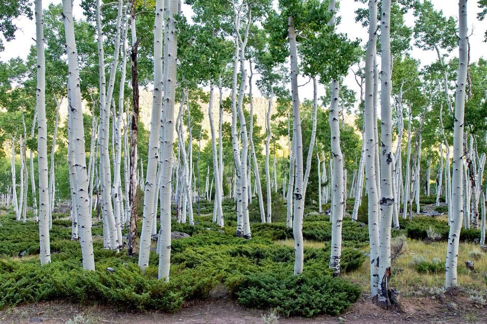 Was aussieht wir ein Wald von jungen Pappeln im Fishlake National Forest, Utah (USA), ist in Wahrheit eine Klonkolonie Zehntausender männlicher Zitterpappeln (Populus tremuloides): ein einziger lebender Organismus, ausgebreitet auf einer Fläche von 43 Fußballfeldern. Und einer der größten, schwersten und ältesten der Pflanzenwelt dazu. 1.5004